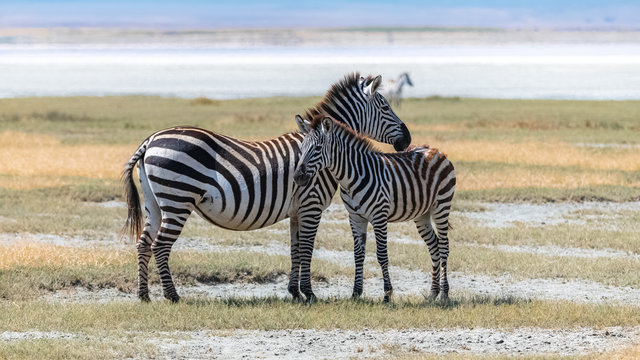 Two zebras standing in the Ngorongoro crater, the mother and its baby  - Powered by Adobe