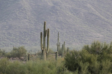 Cacti
