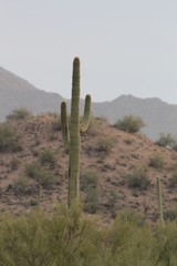 Cacti