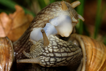 Roman snail (Helix pomatia) mating