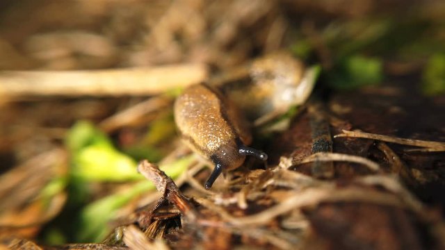 Traveling slug in the same direction
