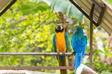 Blue-yellow macaw parrot portrait