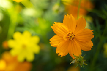 The background image of the colorful flowers