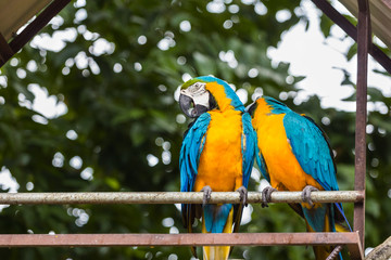 Blue-yellow macaw parrot portrait