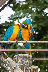 Blue-yellow macaw parrot portrait