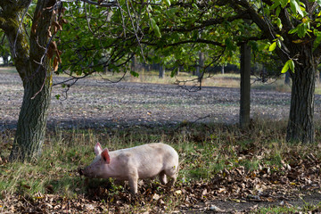 Feral domestic pigs feed on the gifts of nature. Potential vectors African swine fever virus.