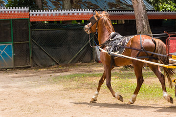 horse in zoo malacca, malaysia