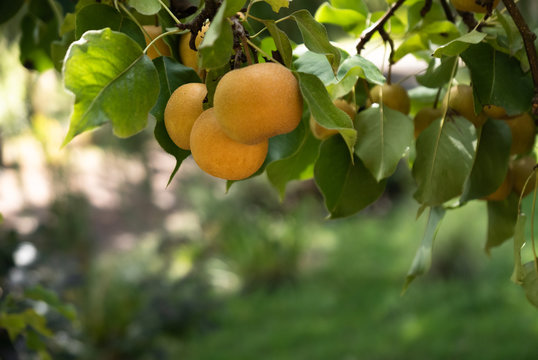 Bunches of Asian pears on a leafy branch