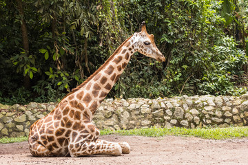 closeup view of giraffe in zoo malacca, malaysia