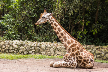 closeup view of giraffe in zoo malacca, malaysia
