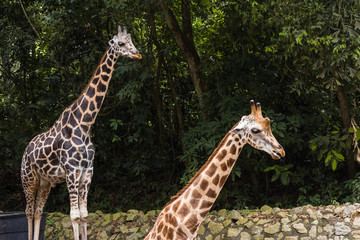 closeup view of giraffe in zoo malacca, malaysia