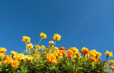 yellow and orange marigolds against a sunny blue sky