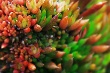 A close up photo of a glamorous and sexy succulent plant "Sedum"