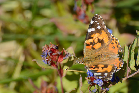 Painted Lady Butterfly or Vanessa cardui on fading  autumn blue leadwort flowers or Ceratostigma plumbaginoides