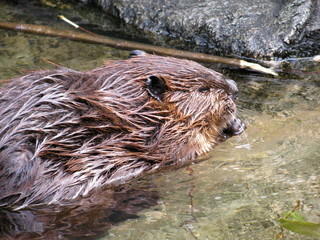 A Beaver in the Zoo at Bear Mountain State Park in Rockland County, New York