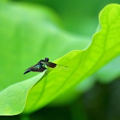 ハスの葉でくつろぐチョウトンボメス