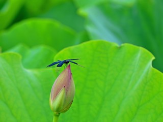 ハスの花の蕾でくつろぐチョウトンボオス