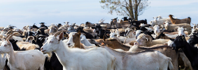 A herd of goats and sheep. Animals graze in the meadow. Pastures of Europe.