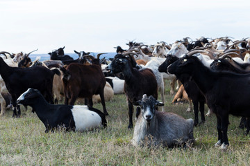 A herd of goats and sheep. Animals graze in the meadow. Pastures of Europe.