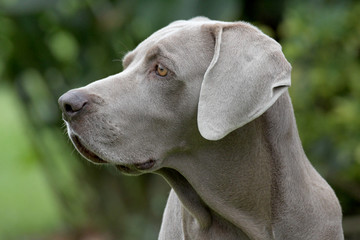 Close up profile of a weimaraner female dog - Powered by Adobe