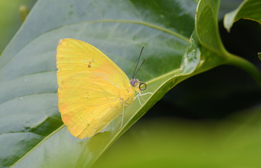 Close up of a Yellow Sulphur butterfly