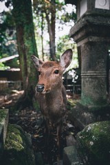 Fototapeta premium nara deer