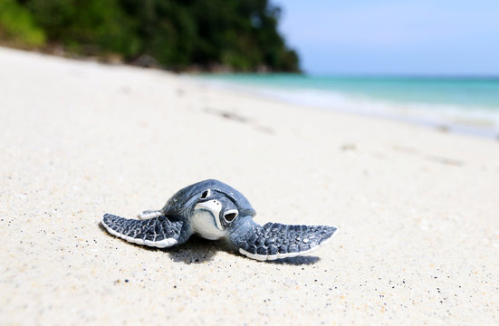 Little turtle on white beach