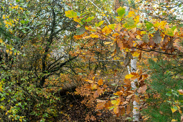  Oak leaves on a background of autumn trees