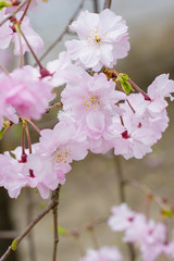 紅枝垂れ桜のアップ