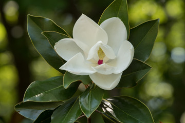Beautiful white bloom of a southern magnolia at Crowder County Park in Apex, North Carolina.