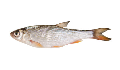 Small chub fish isolated on white