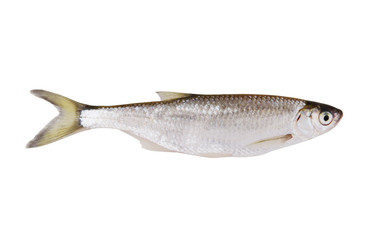 Fish isolated on white background, bleak