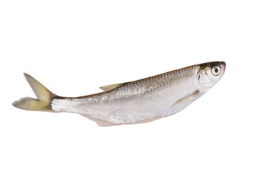 Fish isolated on white background, bleak