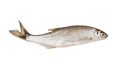 Fish isolated on white background, bleak