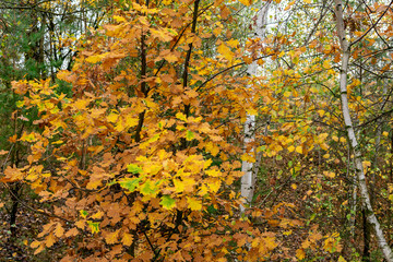  Oak leaves on a background of autumn trees in cloudy weather