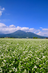 蕎麦畑と磐梯山（福島県・猪苗代町）