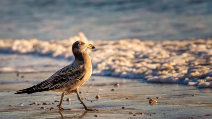 bird on the beach