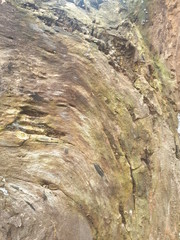 Tree surface