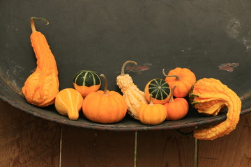 pumpkins and gourds in basket
