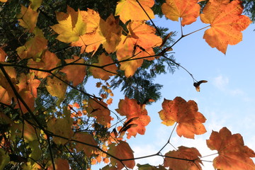 autumn leaves background