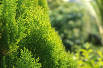 Leaves and pine leaves in the evening light