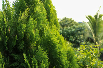 Leaves and pine leaves in the evening light