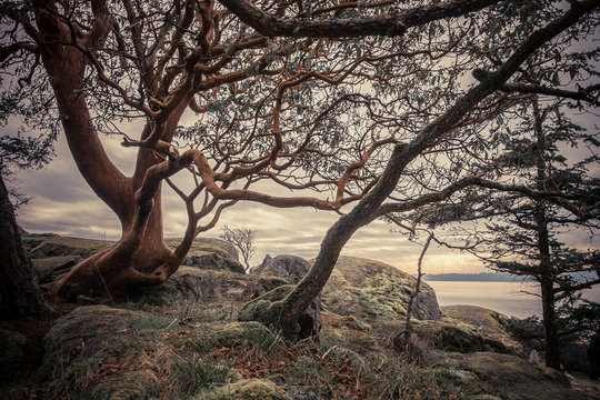 Arbutus tree landscape