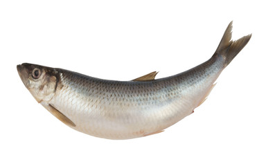 Herring fish isolated on white background