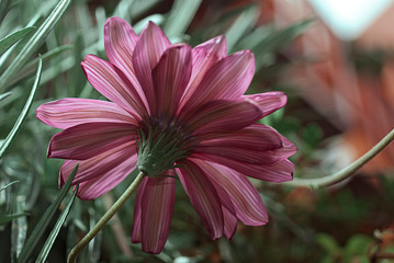 Pétalos de flor