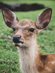Close up young baby deer