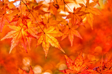 autumn leaves