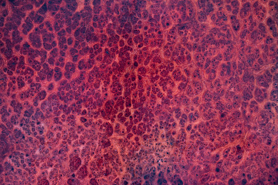 gread amazing Amboyna wood burl back dot painted exotic