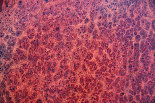 Amboyna wood burl back dot painted exotic gread amazing