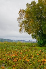 Fototapeta na wymiar Pumpkins growing in a field with a tree